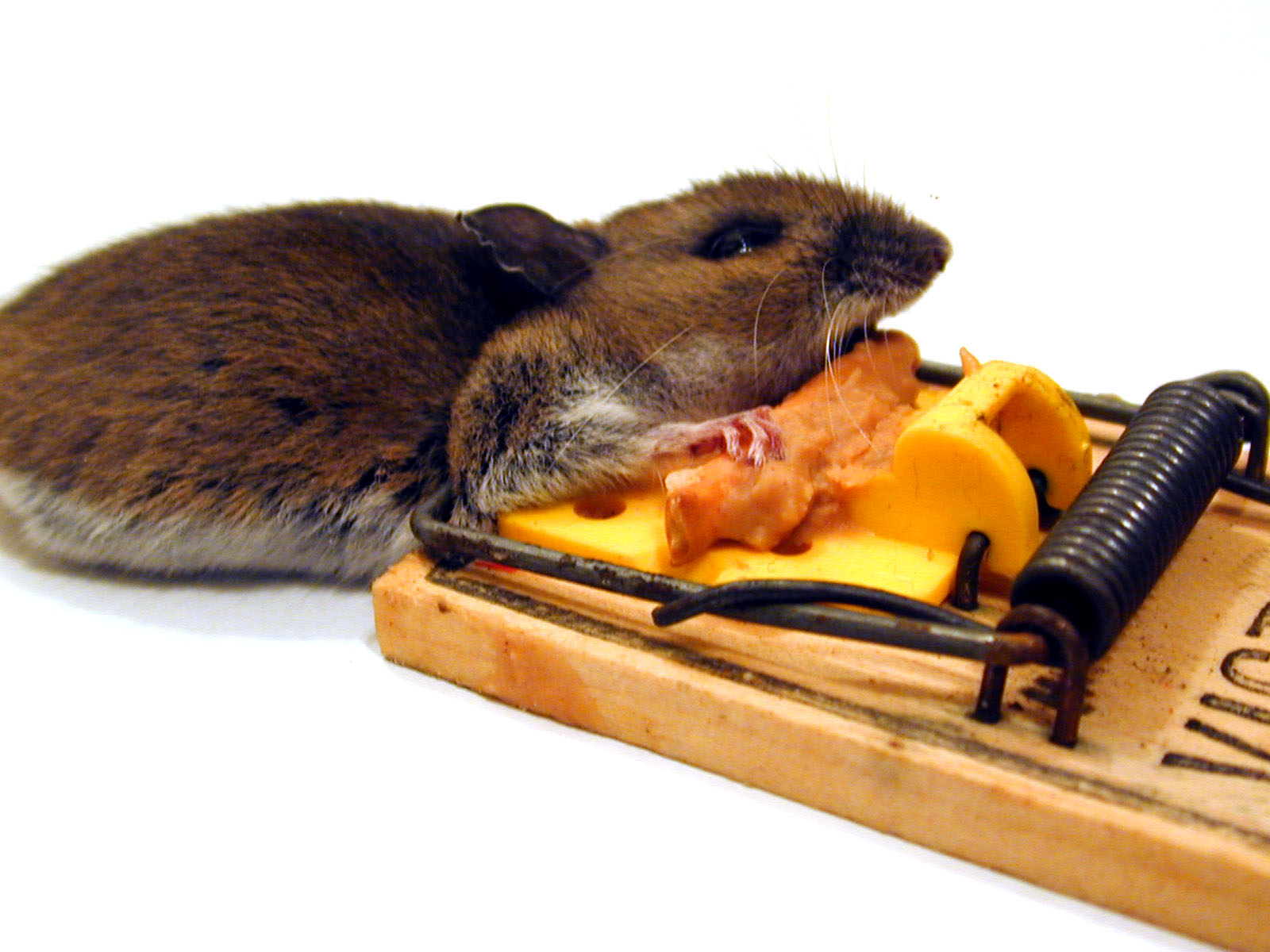 Dead mouse in mouse trap