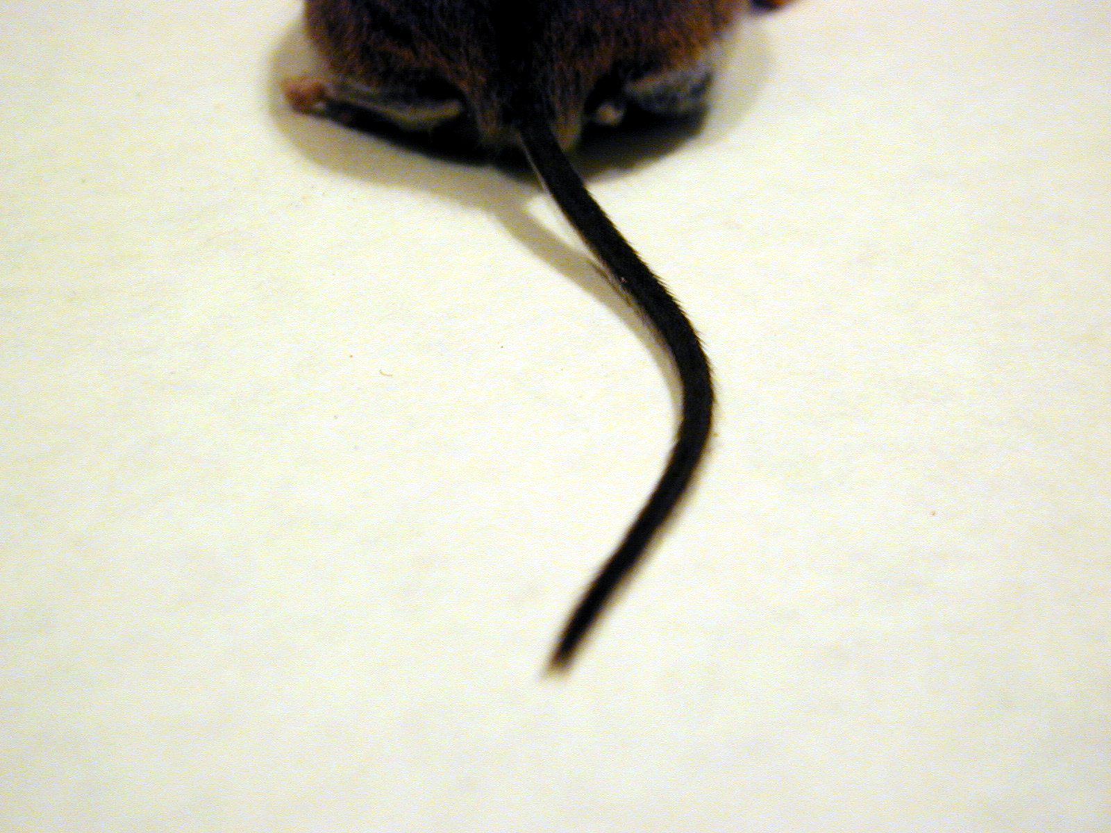 Tail end of dead mouse in mouse trap
