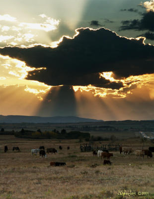 Cloud & Cattle copy.jpg