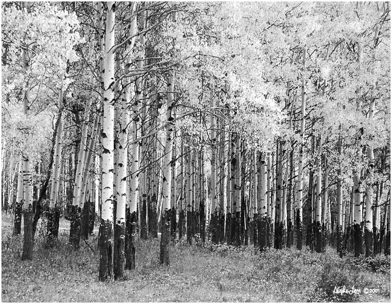 PICT0084-BW.jpg