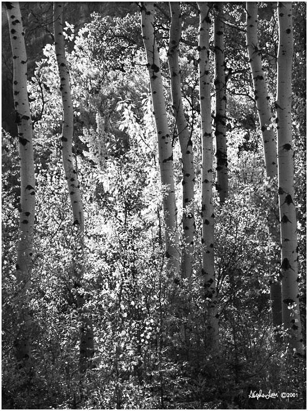 PICT0932-BW.jpg