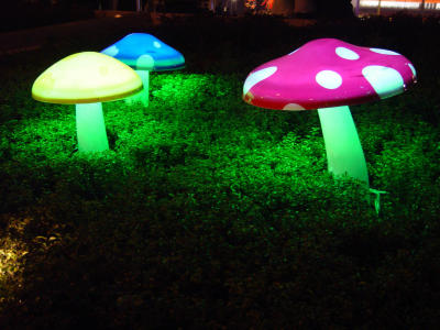 Shining mushroom