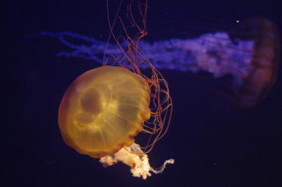 u/stfchallenge/medium/651340.jellyfish.jpg