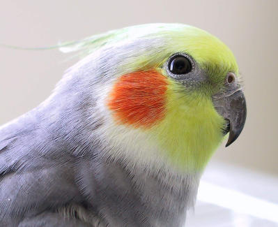 u/sylvyn/medium/213029.bigbird.jpg