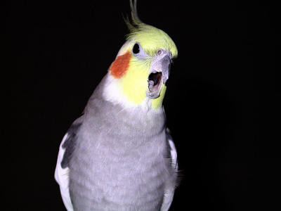 u/sylvyn/medium/292738.singingbird.jpg