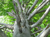 Dead tree