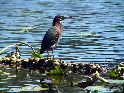 What kind of bird is this?