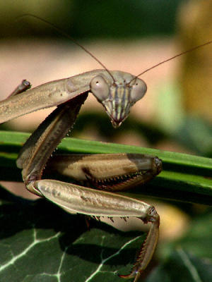 Praying Mantis CRW_71391.JPG