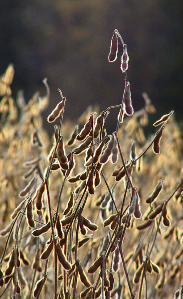 CRW_84692.JPG