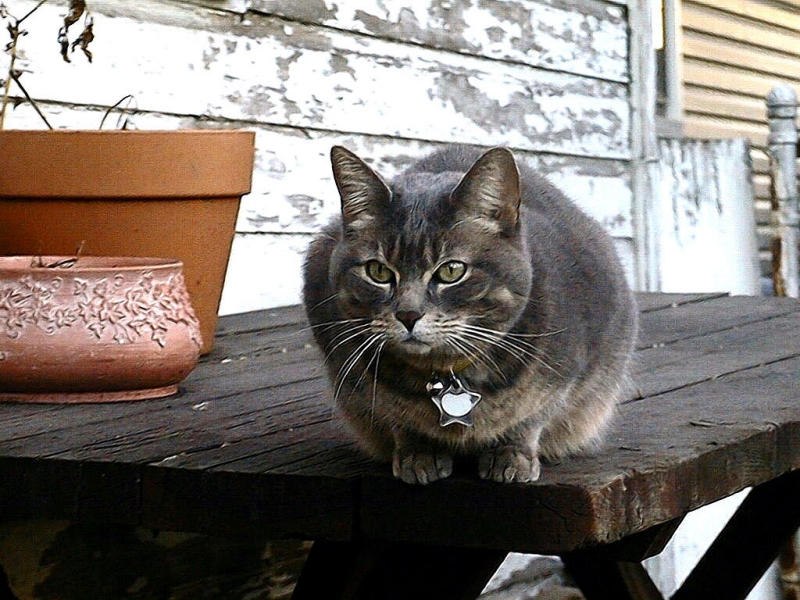 Mabel On The Table