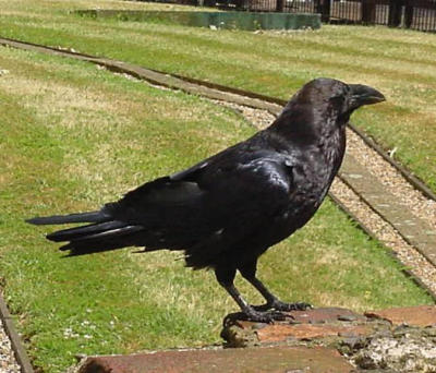 Ravens have traditionally been part of the tower and have names.  Do not feed the ravens!