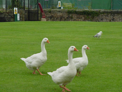 Wales.Cardiff.castle4.jpg