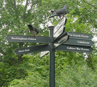 We are going to head toward the palace, but do you notice something?  Well, actually 2 somethings...pigeons, again!