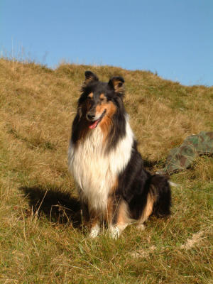 Rough Collie Loba