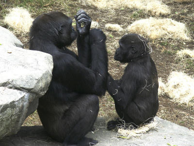 Gorillas two.jpg