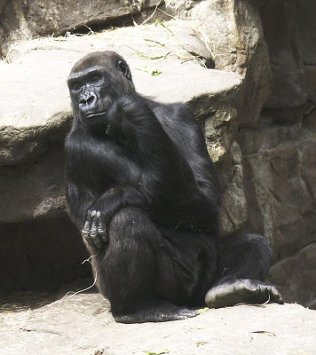 Gorilla 1.jpg