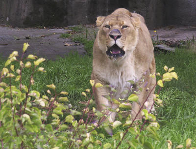Lioness growl.jpg