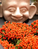 Pepper berries with face.jpg