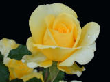 yellow rosec.jpg