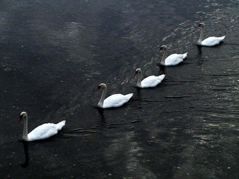 5 swans a swimming.jpg