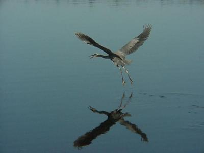 heron in flight.JPG