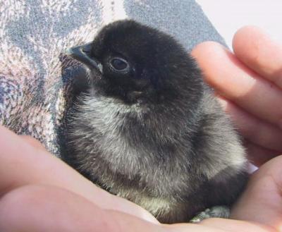 newborn chick.jpg