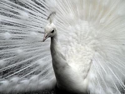Peacock white.jpg