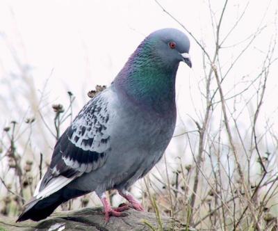 Pigeon.jpg