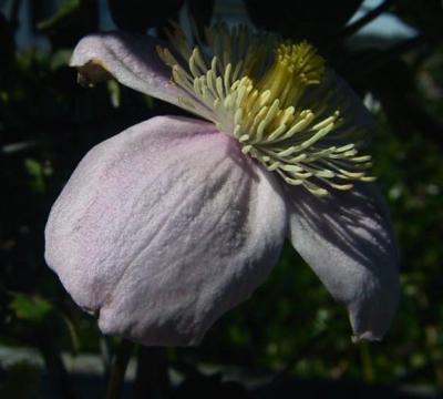 Clematis 2.jpg