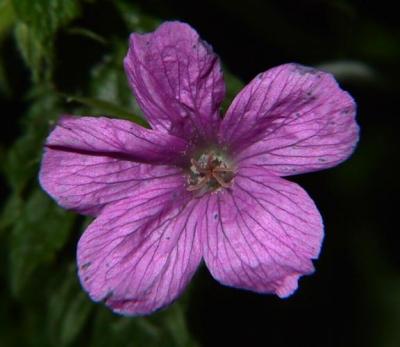 Pink beauty.jpg