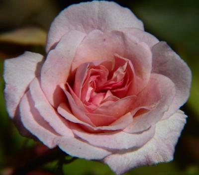 Pink rose.jpg