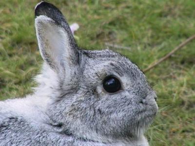 Rabbit up close.jpg