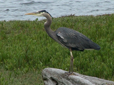 Heron Thinking.jpg