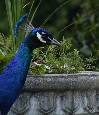 Peacock Thinking.jpg