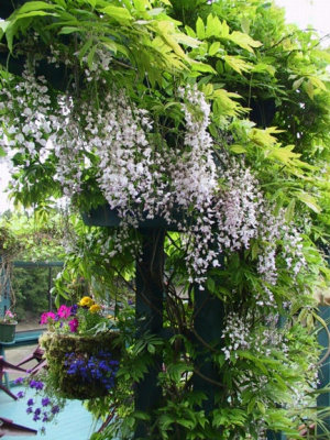 Wisteria.jpg