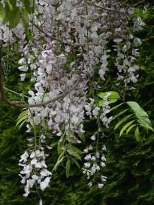 Wisteria 2.jpg