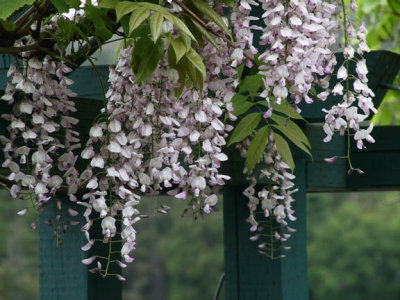 Wisteria 3.jpg