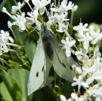 White moth.jpg
