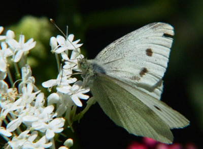 White Moth 2.jpg