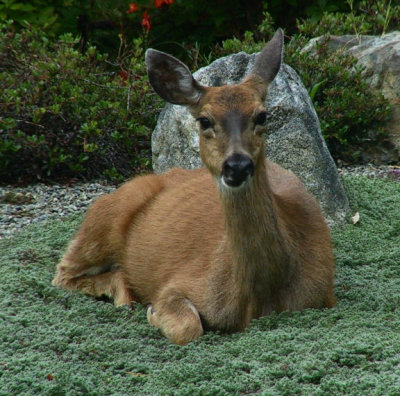 Friendly deer next door.jpg