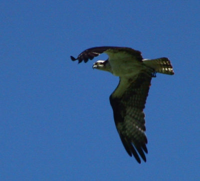 Osprey graceful in flight.jpg