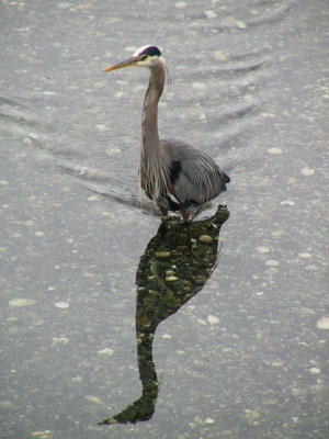 Heron 2.jpg