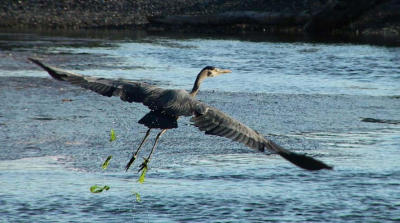 Heron in flight.jpg