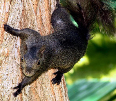 black squirrel 2.jpg