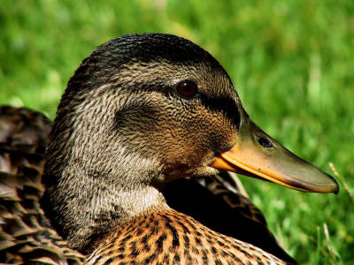 Duck Profile.jpg