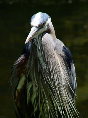 Heron from the front.jpg