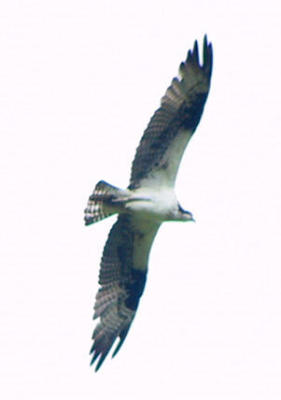 Osprey in flight  3.jpg