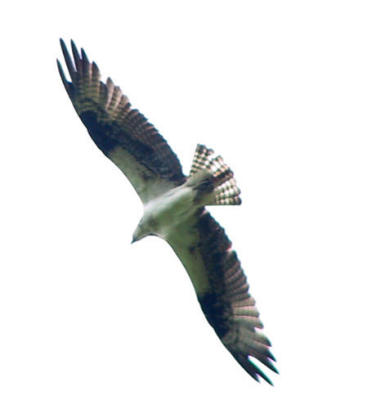 Osprey in flight.jpg