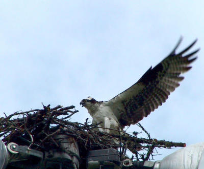 Osprey in nest.jpg