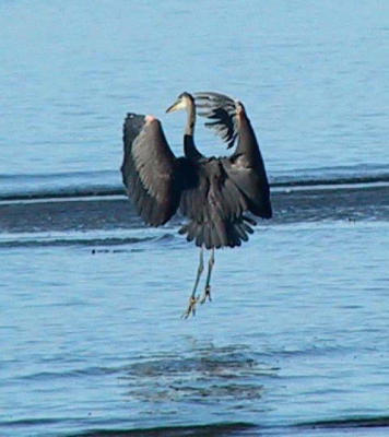 Heron tip-toe landing.jpg